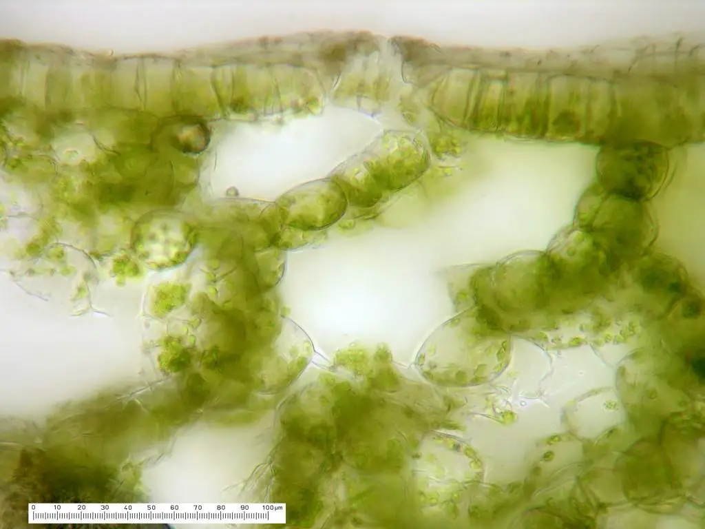 Cryptomitrium-tenerum-pore-cross-section-1024x768.jpg