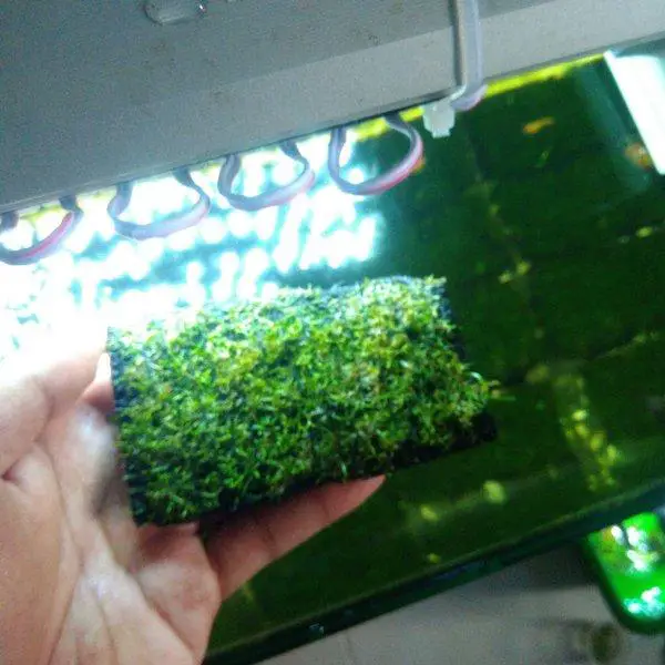 Crystalwort_Riccia_Fluitans_Moss_Lempeng.jpg