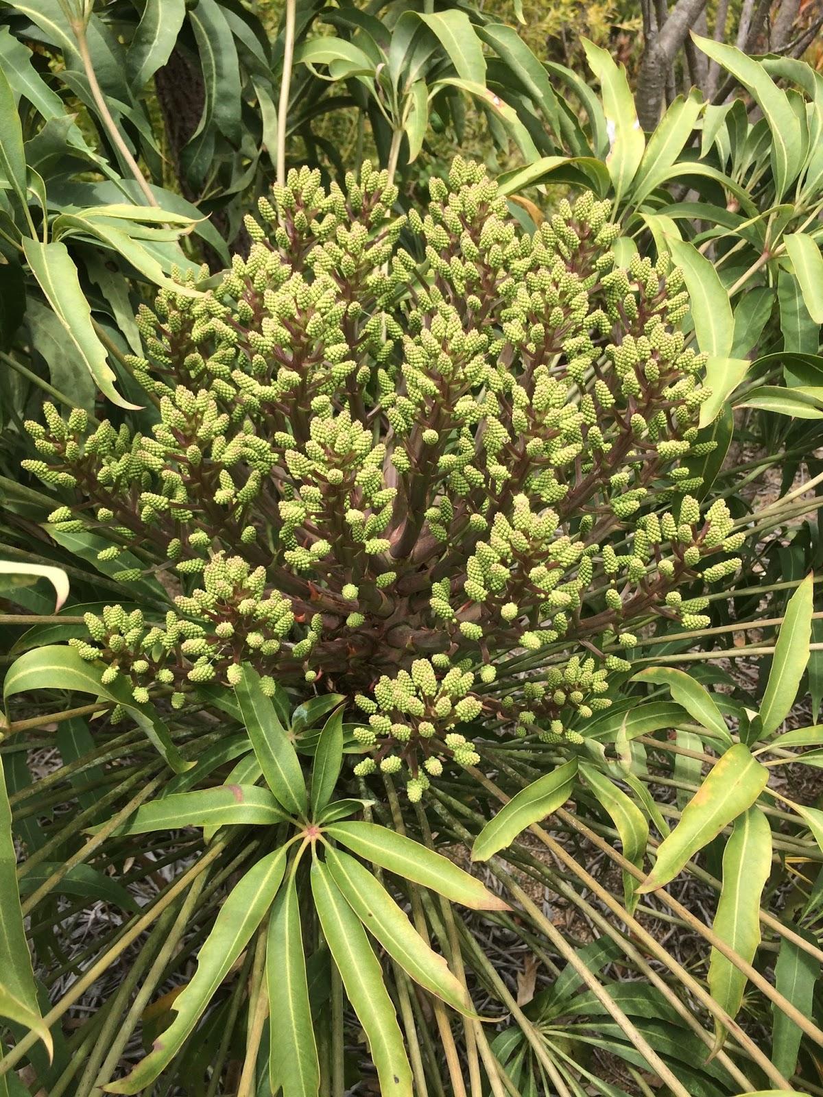 Cussonia%2Bspicata%2Bflower%2Bclusters.JPG