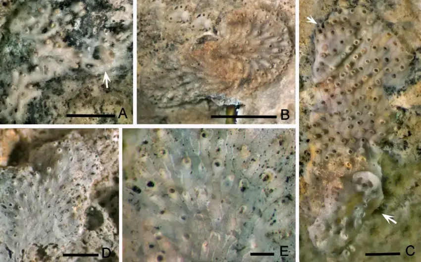 Cyclostome-lithobionts-on-the-small-block-except-for-D-and-E-on-the-large-block-A.png