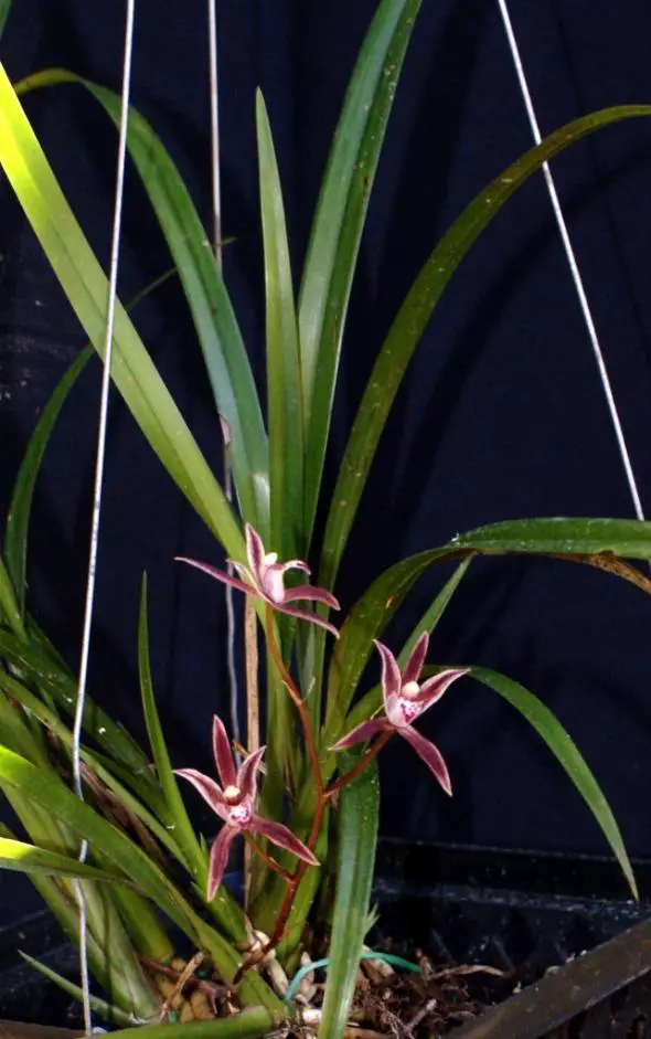 Cymbidium+borneense+3.jpg