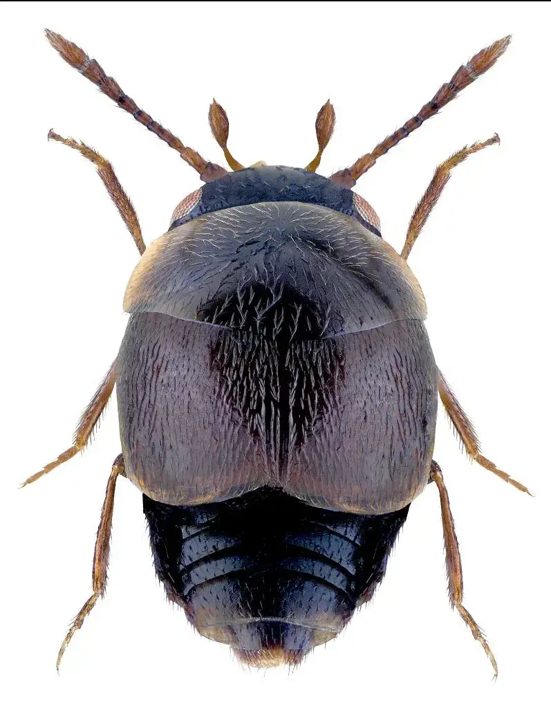 Cypha_longicornis_U_Schmidt.jpg