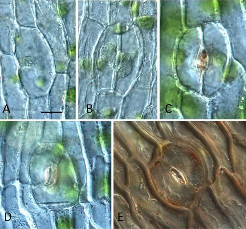 DIC-images-showing-development-of-stomata-in-Phaeoceros-carolinianus-Bar-5-20-mm-A.jpg