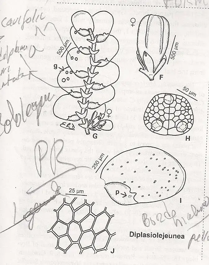 DIPLASIOLEJEUNEA%2BPELLUCIDA.jpg