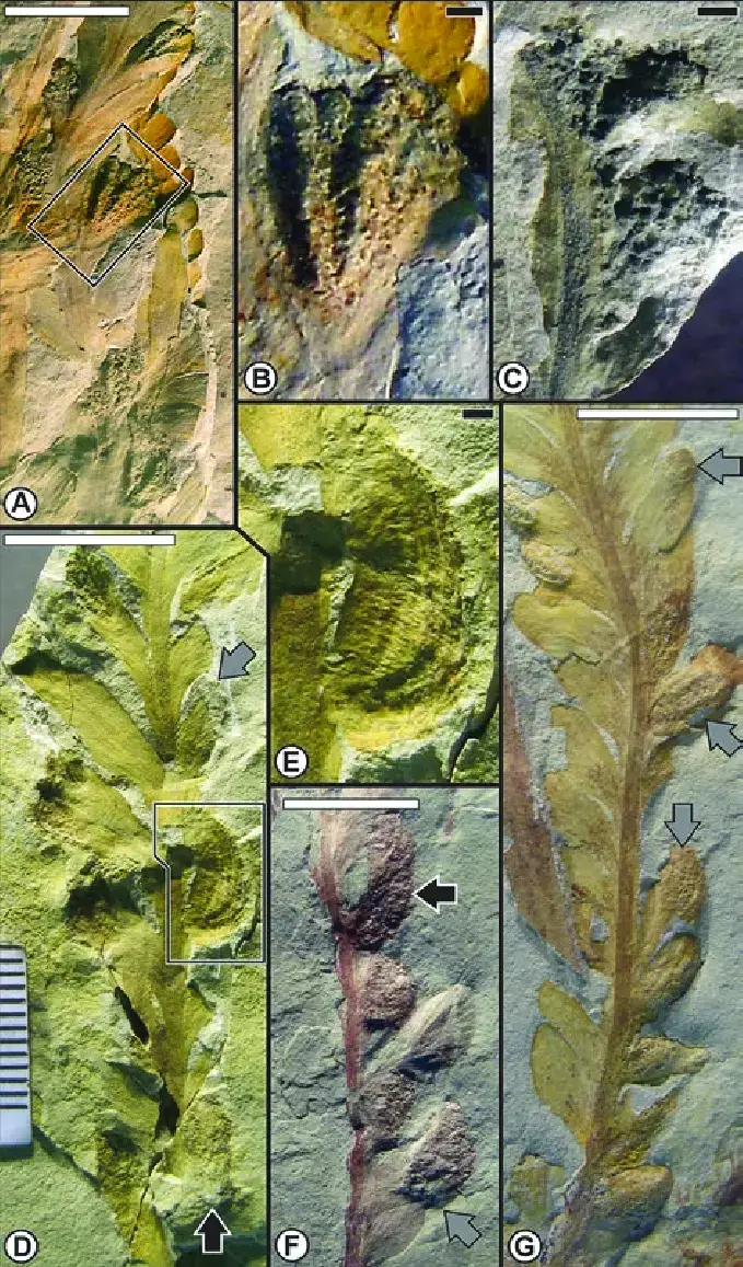 DT70-galls-on-Dicroidium-crassinervis-at-the-Aasvoelberg-411-site-from-the-Late-Triassic.png