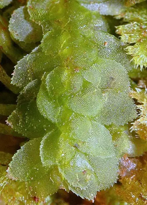 DT_Achrophyllum_dentatum_3.jpg