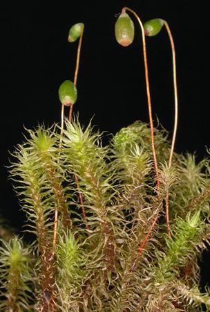 DT_Breutelia_pendula_cover.jpg