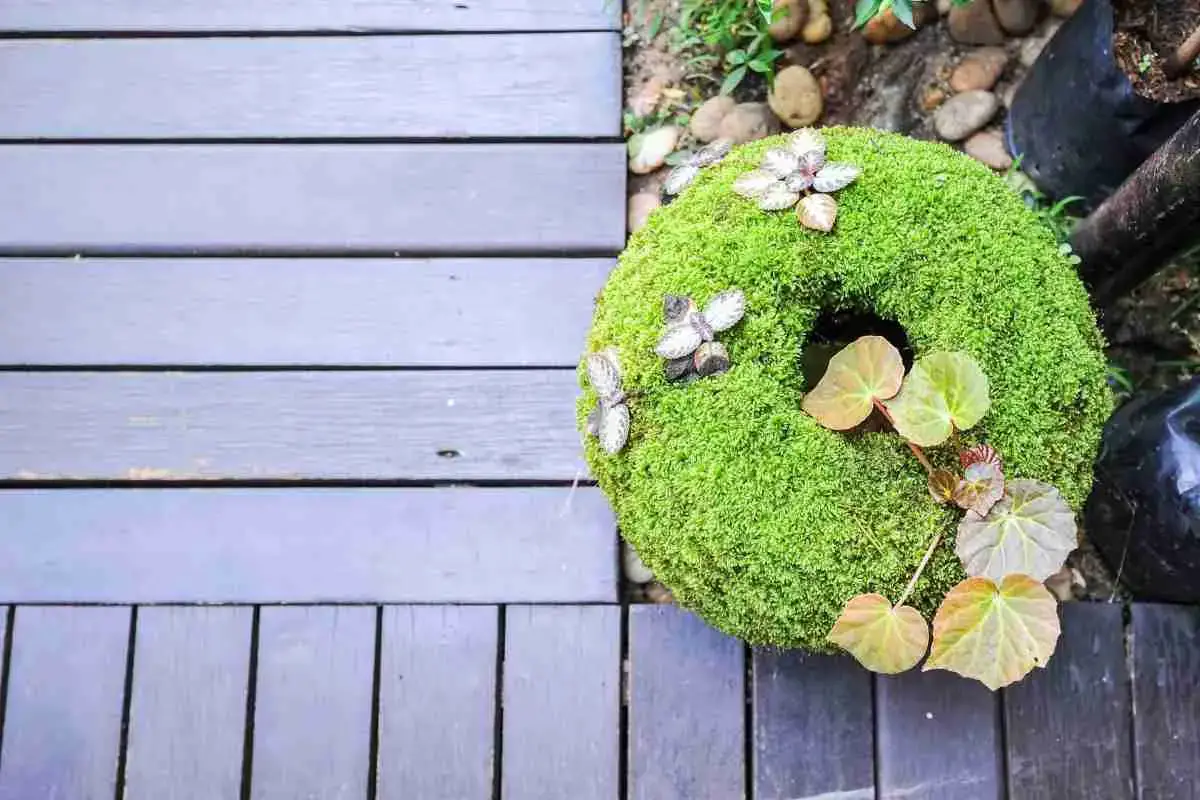 Decorative Moss For Potted Plants: Live &#038; Preserved