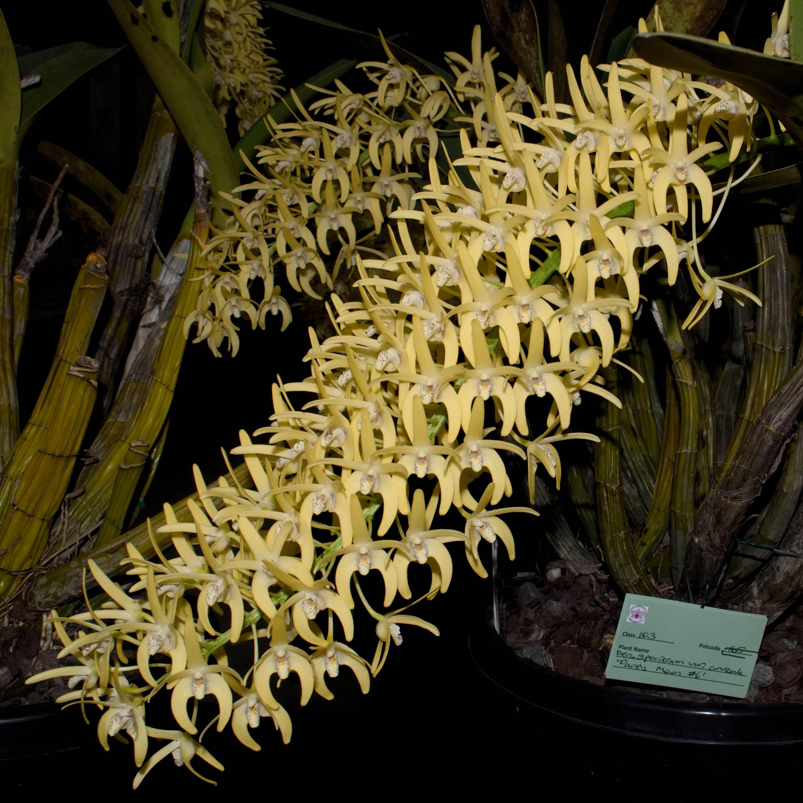 Den.-speciosum-var.-curvicaule-Daves-Moon-No.-6.jpg