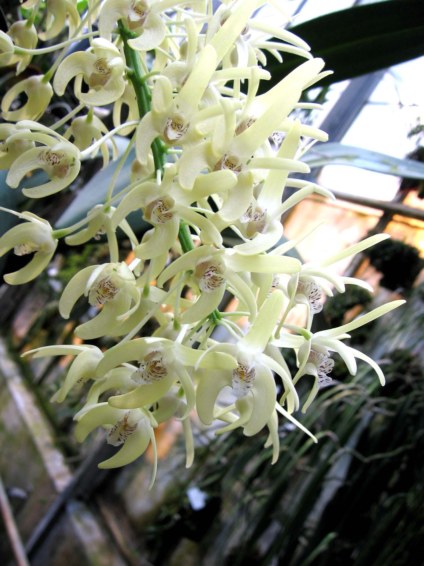 Dendrobium-speciosum-9210.jpg