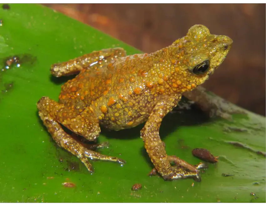 Dendrophryniscus-oreites-sp-nov-holotype-MZUSP-142493-in-life-adult-male-from.png