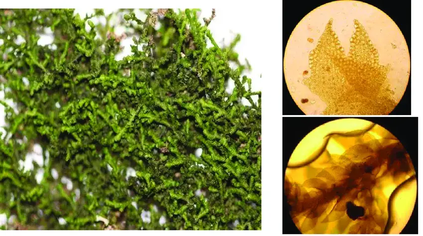 Details-de-Frullania-ericoides-a-droite-vue-macroscopique-en-haut-a-droite.png