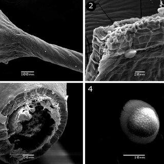 Dicranella-circinata-SEM-photographs-1-Base-of-capsule-and-seta-2-Peristome-view_Q320.jpg