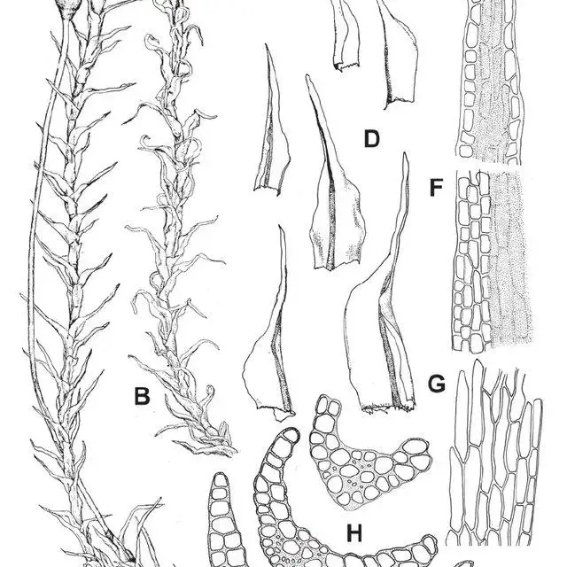 Dicranella-lorentzii-A-Habit-in-wet-B-Habit-in-dry-C-Sporophyte-D-Leaves-E_Q640.jpg