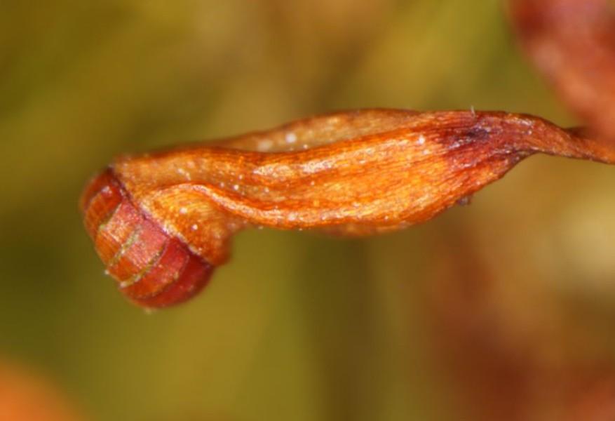 Dicranella_heteromalla-sporangium-e1386376317470.jpg