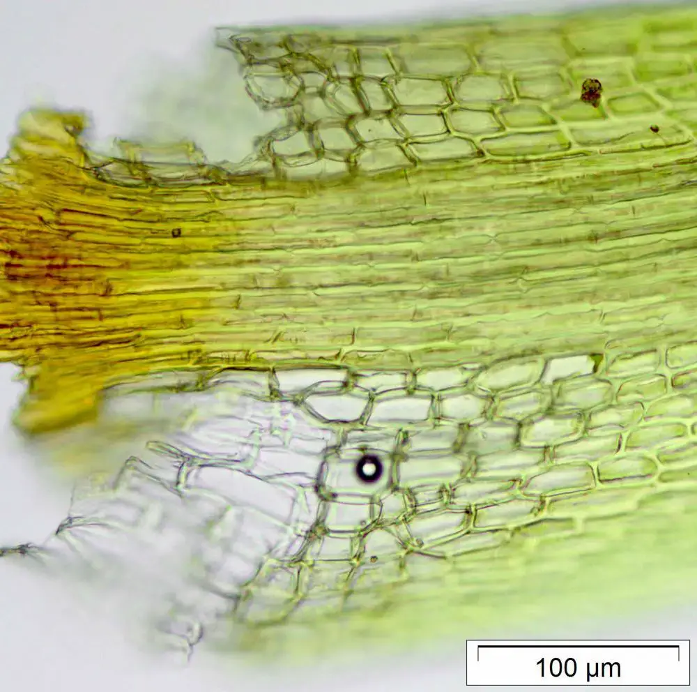 Dicranodontium_asperulum_25998_1431977723_lg.jpg