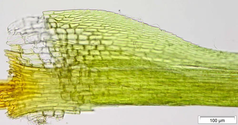 Dicranodontium_asperulum_25998_1431977764.jpg