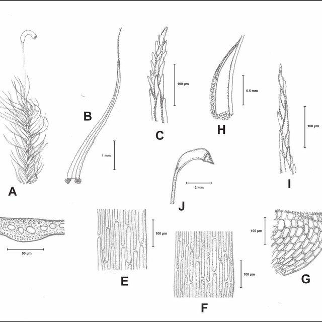 Dicranoloma-deplanchei-Duby-Par-A-Portion-of-shoot-B-Leaf-C-Apex-of-leaf-D_Q640.jpg