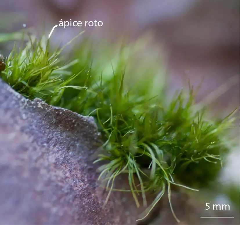 Dicranum-tauricum-moss.jpg