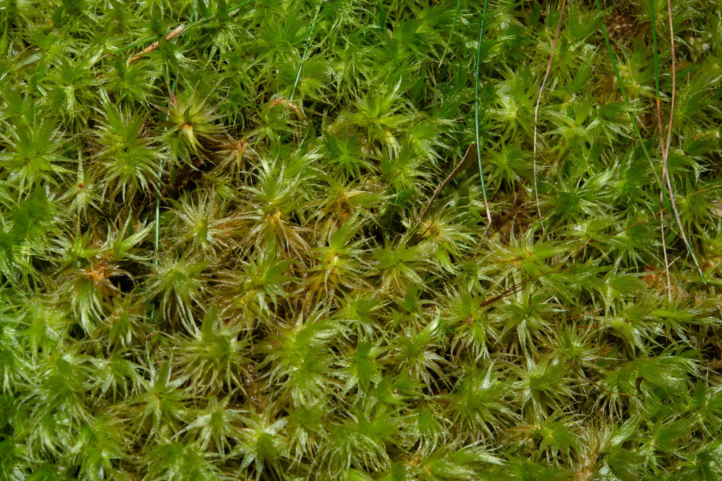 Dicranum_polysetum-EF5683730C.jpg