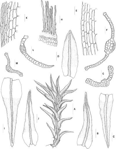 Didymodon-australasiae-A-C-E-G-from-MUB-15416-D-from-MUB-6049-H-from-Townsend.png