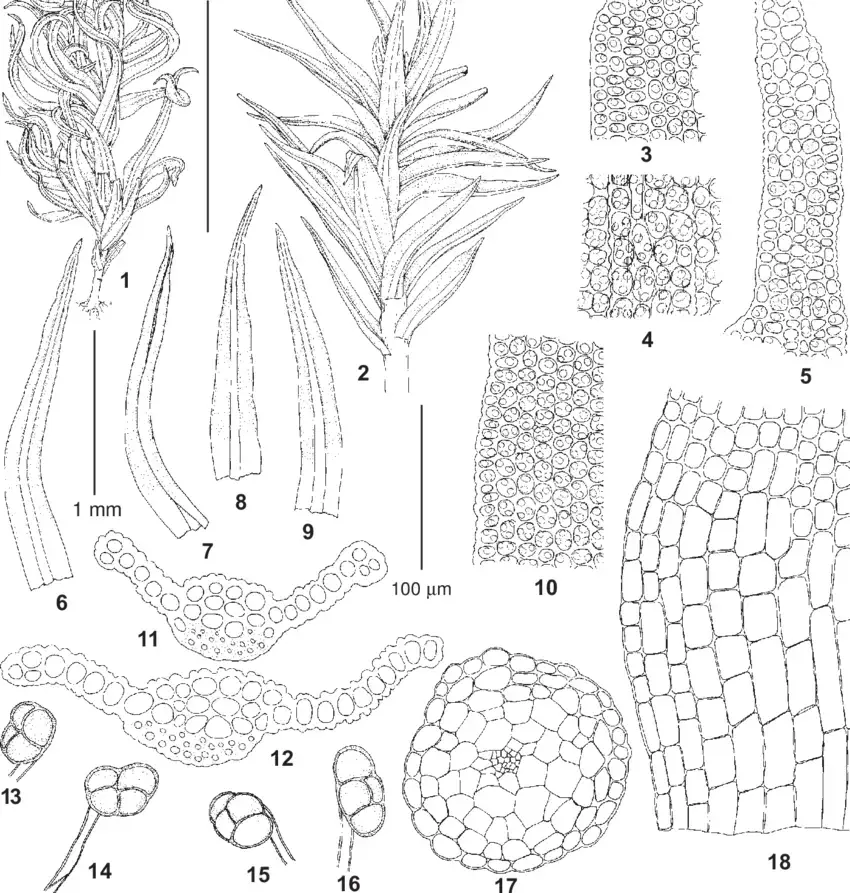 Didymodon-australasiae-Hook-Grev-RH-Zander-from-Russia-Zabaikalsky-Territory.png