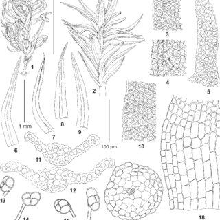 Didymodon-australasiae-Hook-Grev-RH-Zander-from-Russia-Zabaikalsky-Territory_Q320.jpg