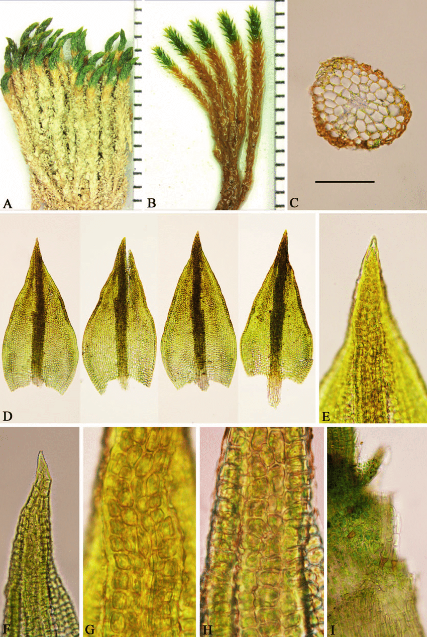 Didymodon-jimenezii-holotype-A-Plants-when-dry-scale-in-mm-B-Plants-when-moist.png