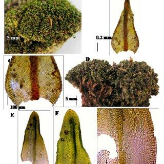 Didymodon-sinuosus-A-habit-B-leaf-C-lower-laminal-cells-Orthotrichum-rivulare_Q320.jpg