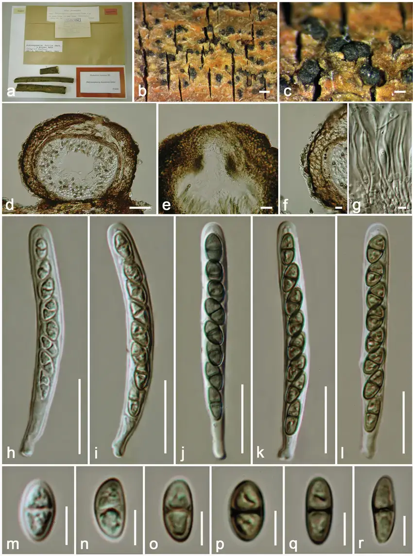 Didymosphaeria-decolorans-holotype-a-Herbarium-packet-and-specimen-b-c-Close-up-of.png