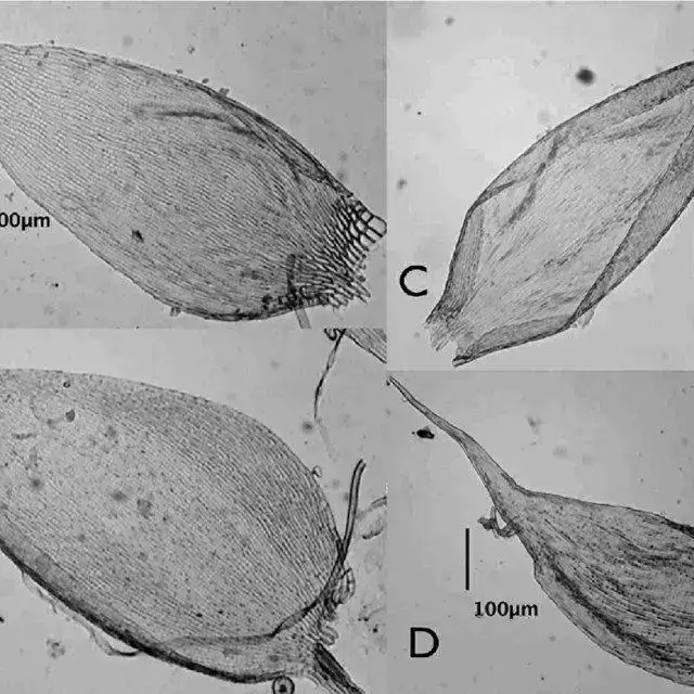 Diff-erences-in-leaf-shape-from-the-three-species-of-Taxithelium-from-Brazil-A-B-T_Q640.jpg