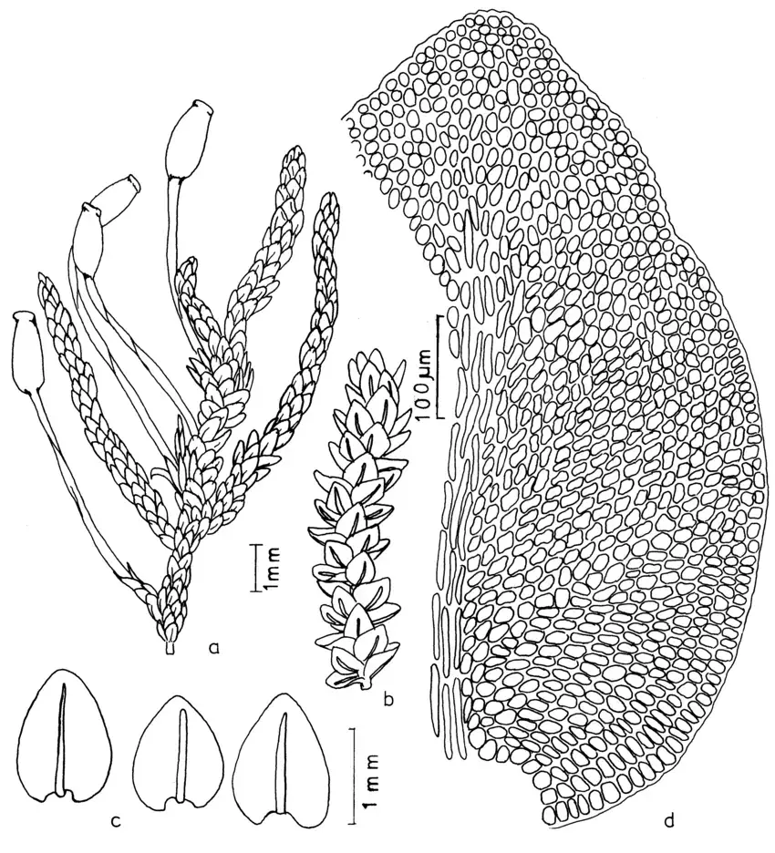 Dimerodontium-mendozense-Mitt-a-Habit-of-gametophyte-with-sporophyte-b-Habit-of.png