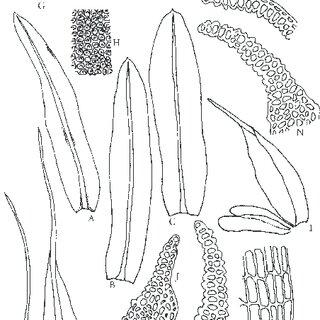 Diphyscium-chiapense-Norris-ssp-unipapillosum-Deguchi-T-Y-Chiang-and-S-H-Lin_Q320.jpg