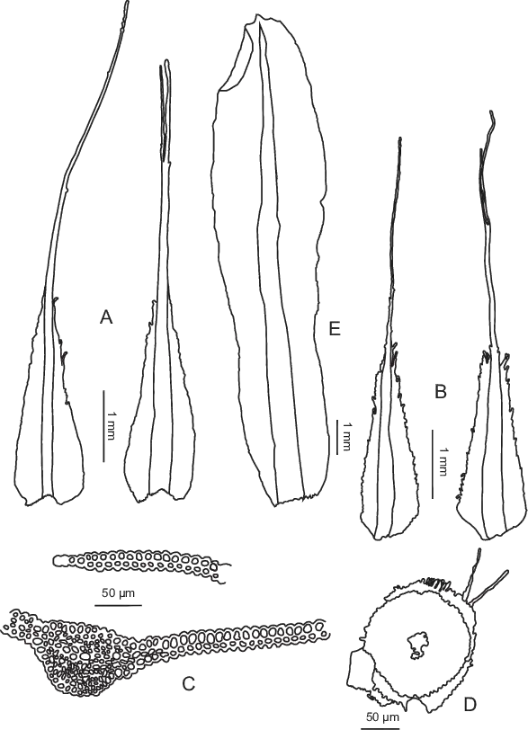 Diphyscium-chiapense-subsp-unipapillosum-from-Enroth-70484-A-Outer-perichaetial.png