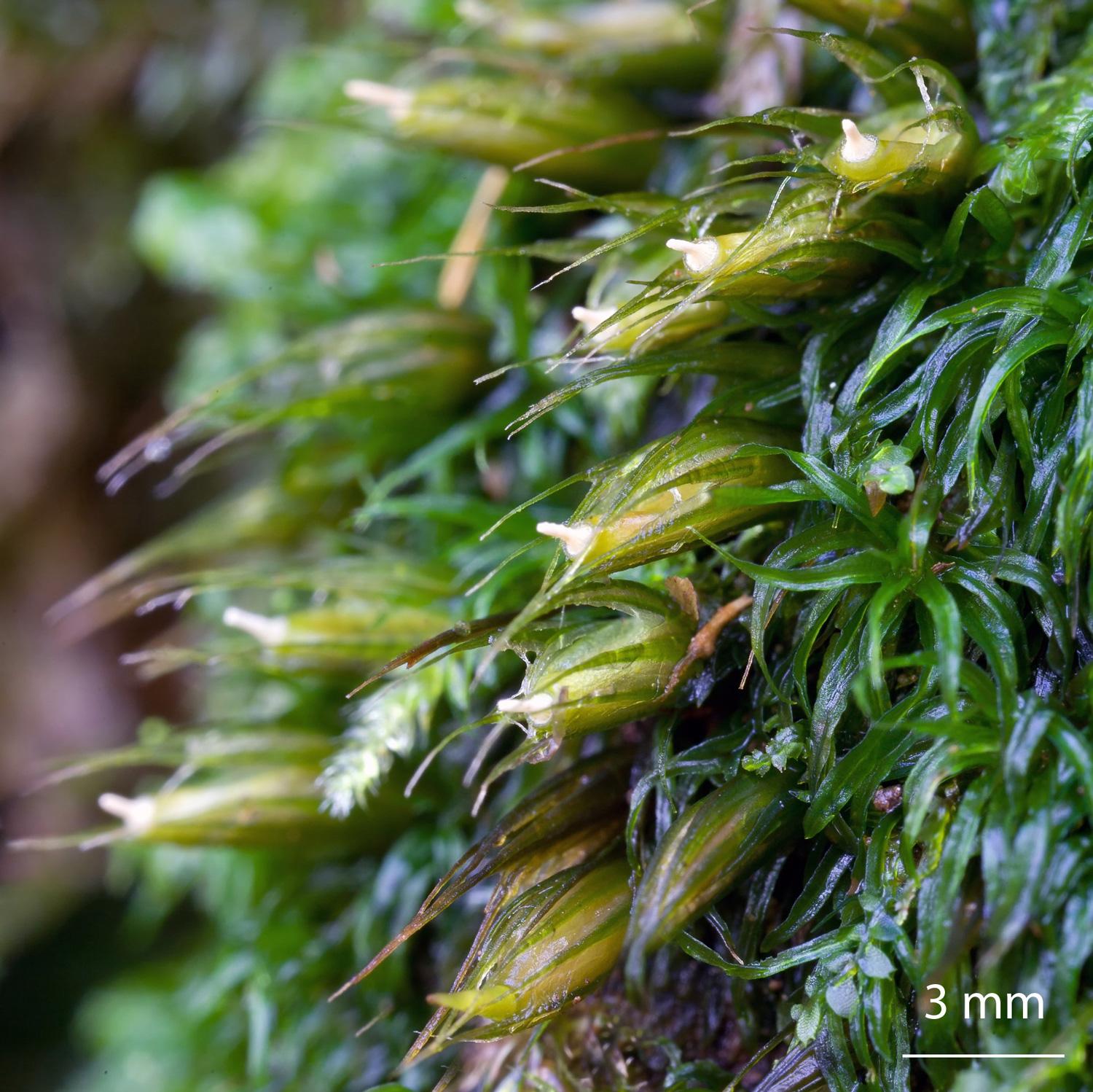 Diphyscium-foliosum-moss.jpg