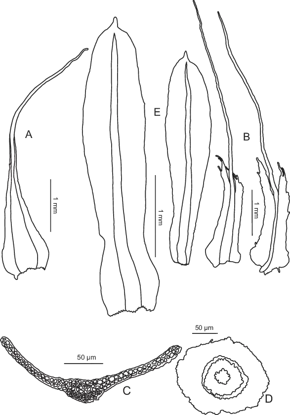 Diphyscium-mucronifolium-from-Koponen-Huttunen-Rao-50598-A-Outer-perichaetial.png