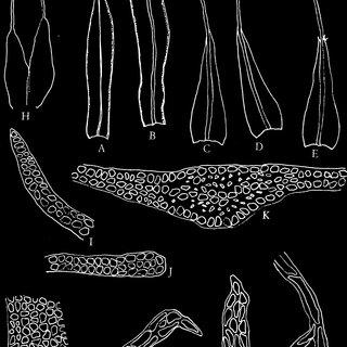 Diphyscium-rupestre-Doz-Molk-drawn-from-Chiang-5547-A-B-Leaves-32-C-E_Q320.jpg