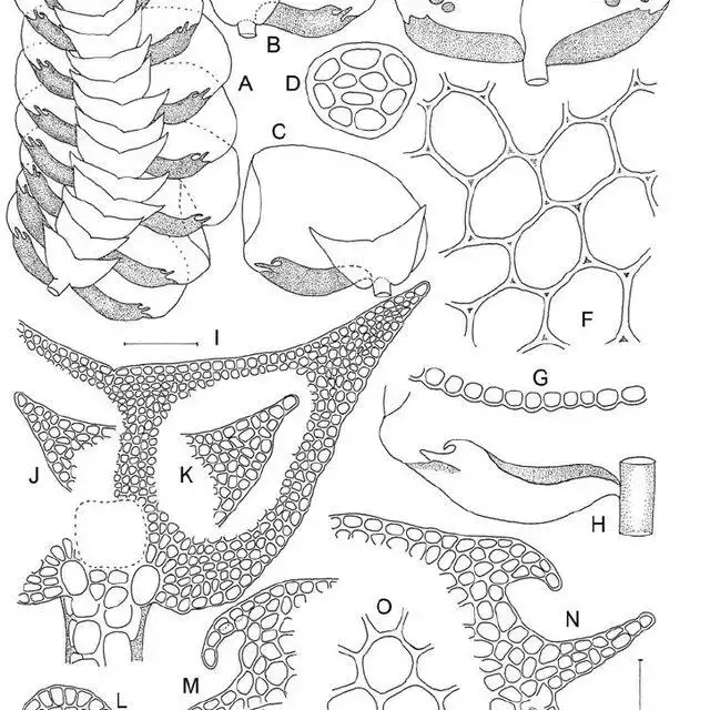 Diplasiolejeunea-ingekarolae-Schaefer-Verwimp-sp-nov-A-habit-of-plant-2-4-mm_Q640.jpg