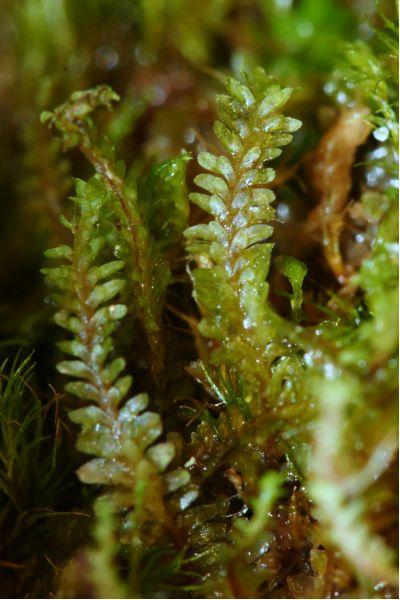 Diplophyllum+albicans+(2)+-+Copie+[800x600].JPG