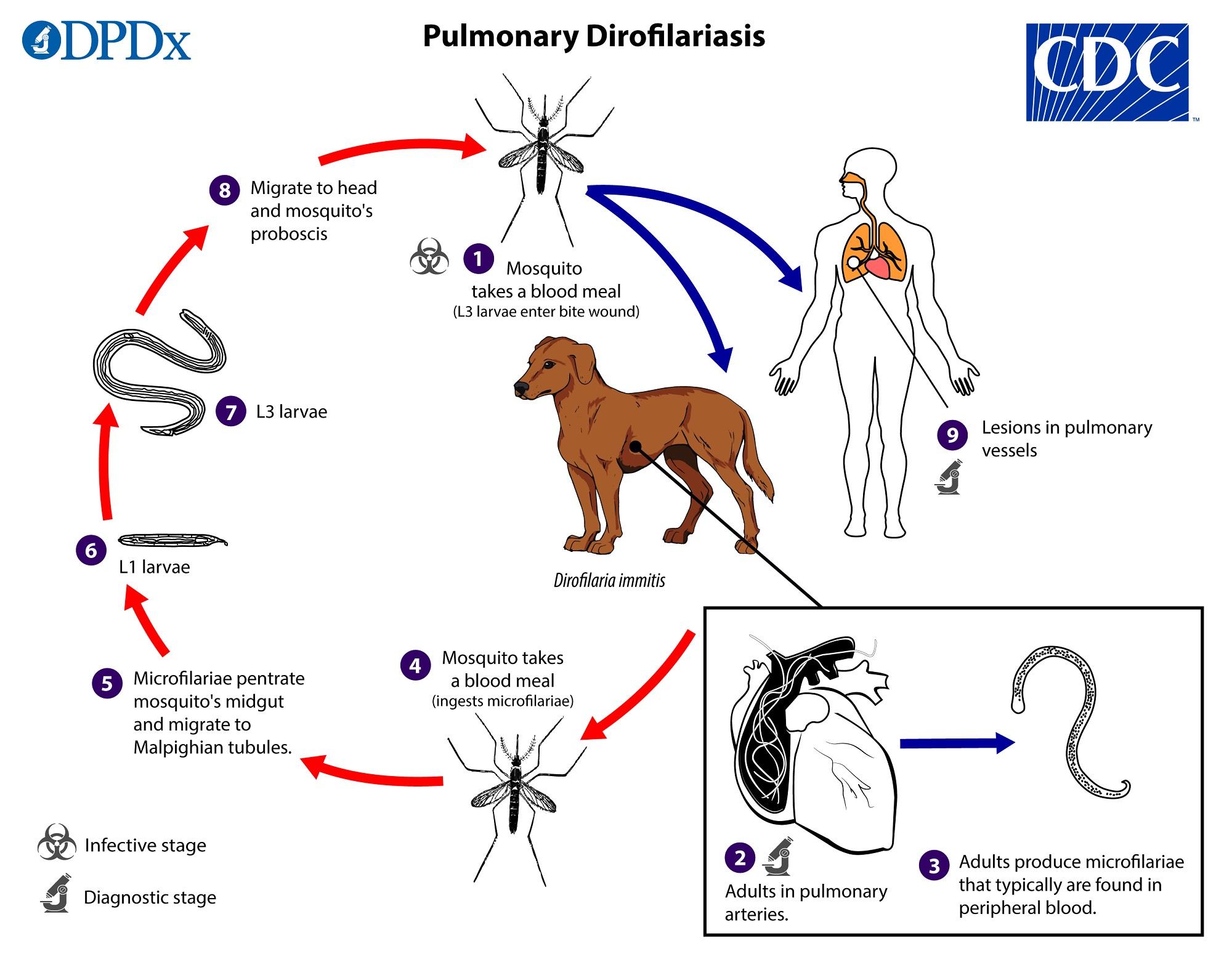 Diro_Pulmonary_LifeCycle_lg.jpg