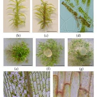 Disease-symptoms-in-pathogen-infected-moss-tissues-a-Healthy-gametophytes-b-Healthy_Q320.jpg