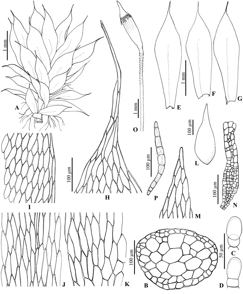 Distichophyllum-armatum-EB-Bartram-BC-Ho-L-Pokorny-A-Gametophyte-B-Cross.png