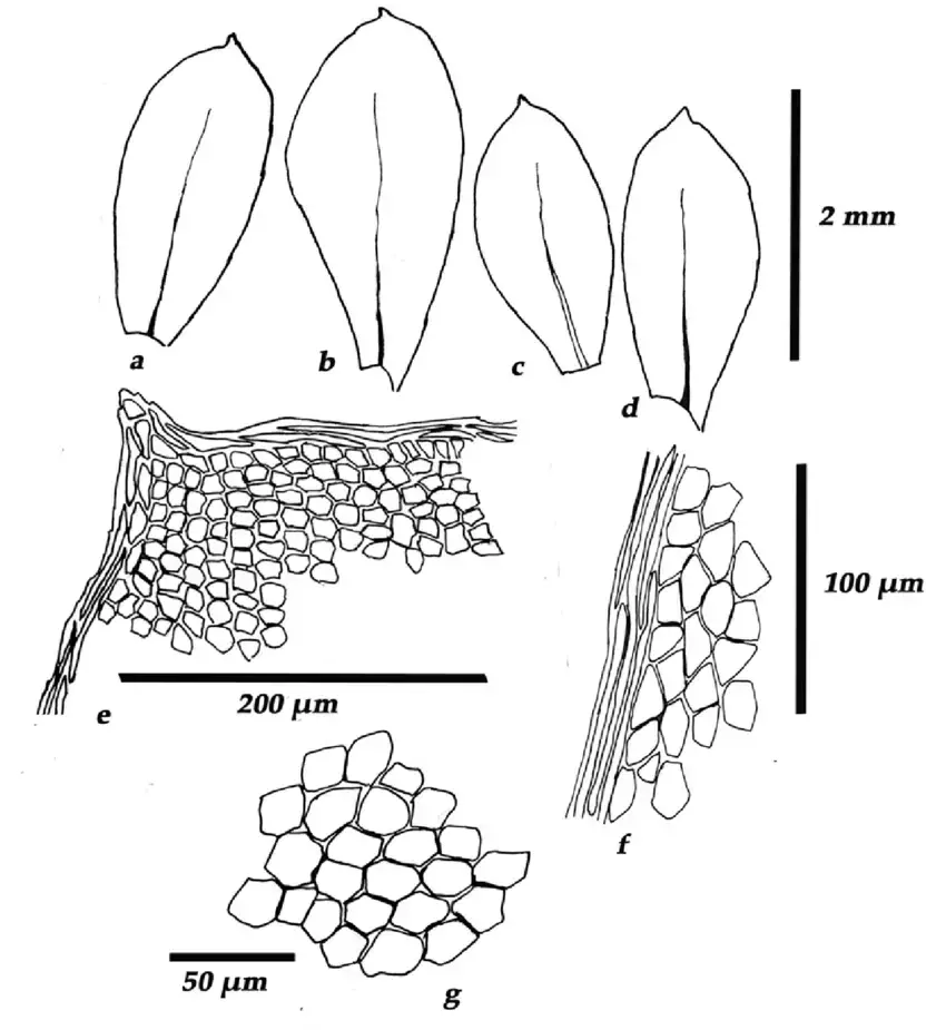 Distichophyllum-collenchymatosum-a-d-Leaves-e-Leaf-apex-f-Cells-at-leaf-margin-g.png