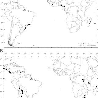 Distributions-of-Lepidopilidium-Mue-ll-Hal-Broth-species-A-Lepidopilidium_Q320.jpg