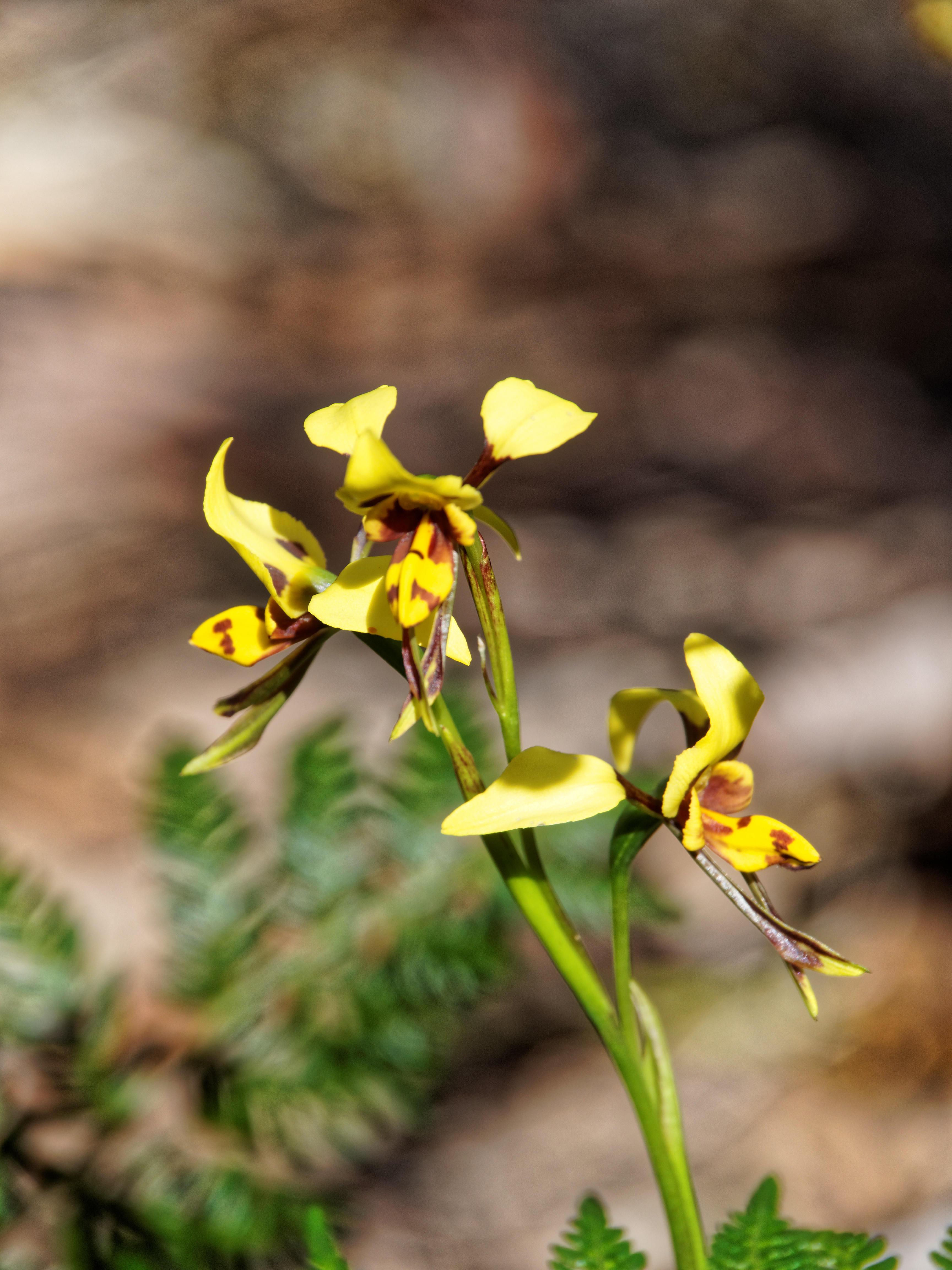 Diuris-sulphurea-4.jpeg