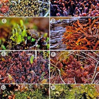 Diversidad-de-hepaticas-en-las-turberas-de-Sphagnum-de-Aysen-A-Adelanthus_Q640.jpg