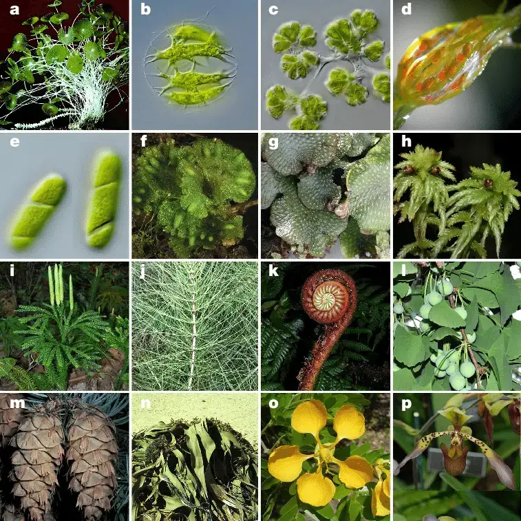 Diversity-within-the-Viridiplantae-a-e-Green-algae-a-Acetabularia-sp.png