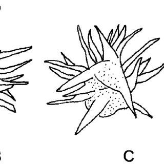 Drawings-of-four-plants-from-the-lectotype-of-Ephemerum-stellatum-HPhilib-S-reg-no_Q320.jpg