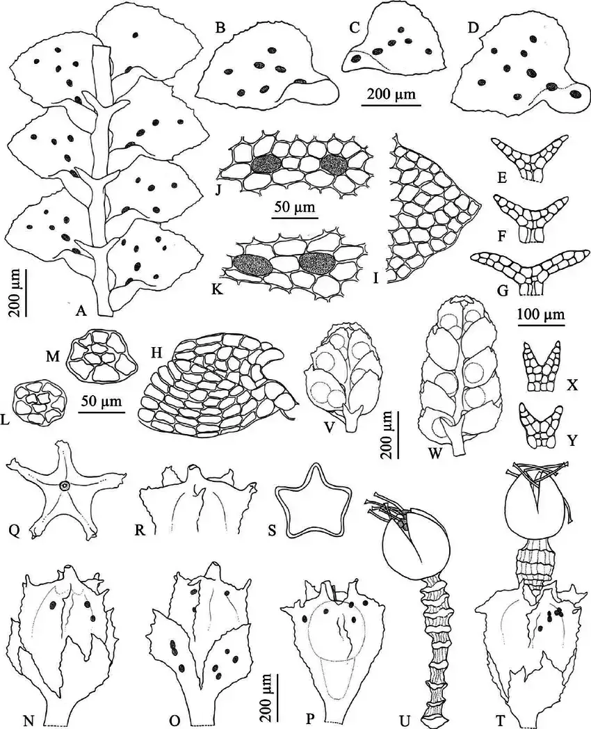 Drepanolejeunea-actinogyna-A-Portion-of-plant-ventral-view-B-D-Lateral-leaves-E-G.png