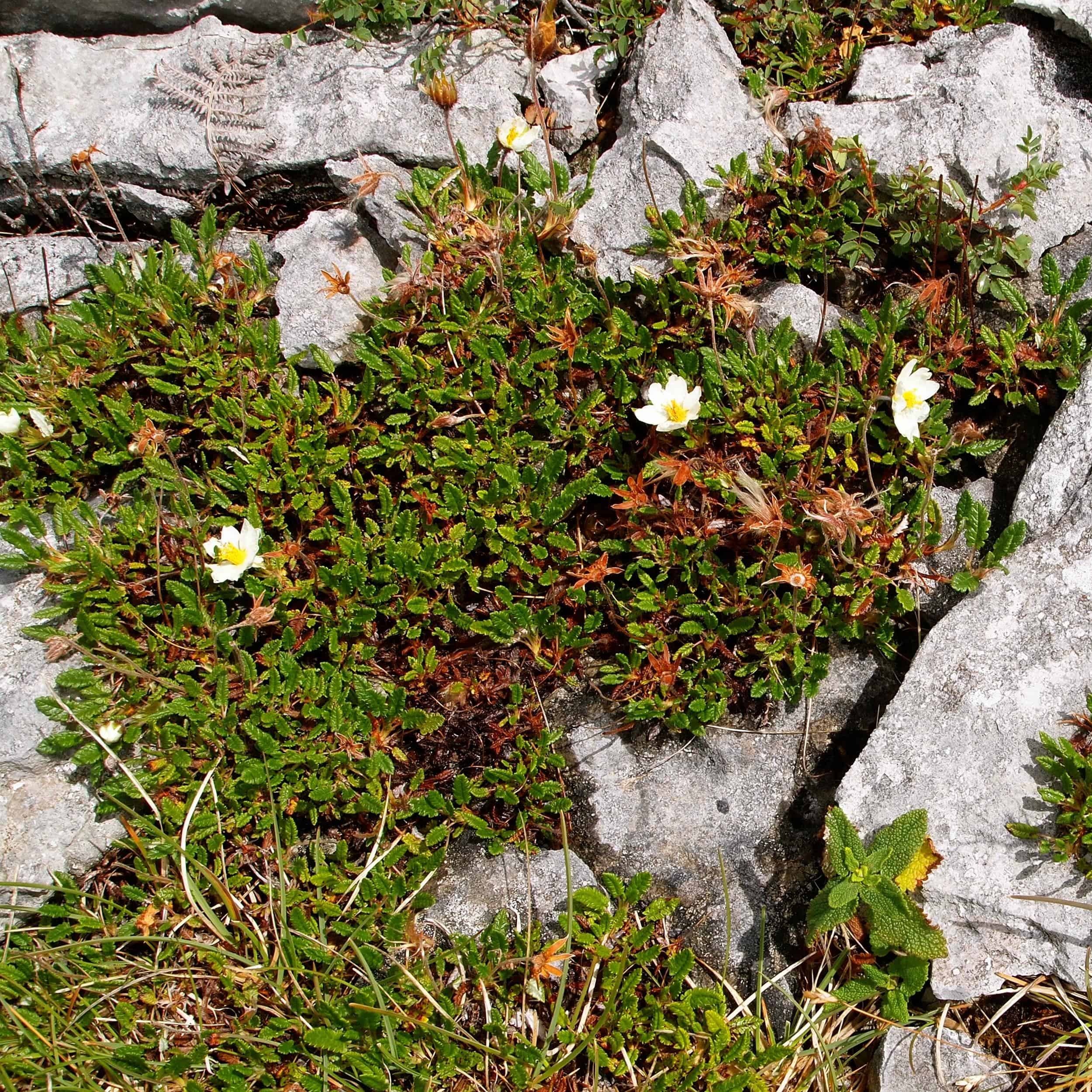 Dryas-drummondii-Grandiflora-7945-4.jpg